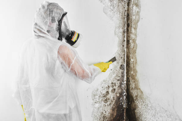 Best Commercial Mold Removal  in Yaphank, NY