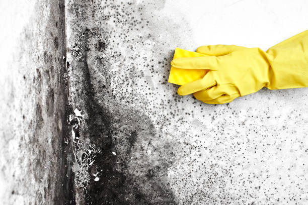 Best Mold Damage Repair  in Yaphank, NY