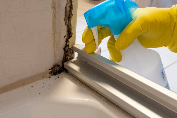 Best Emergency Mold Removal  in Yaphank, NY