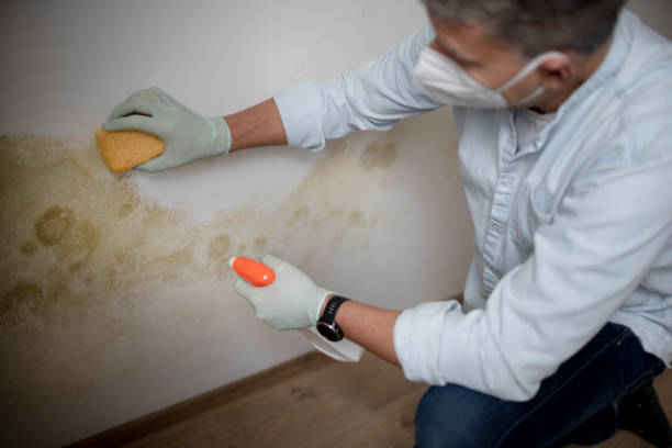 Best Office Mold Removal Services  in Yaphank, NY