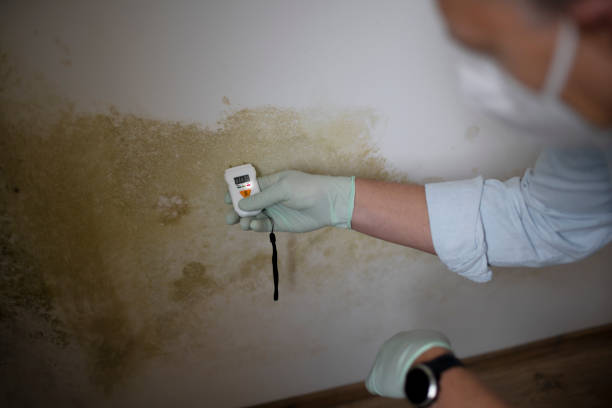 Certified Mold Removal in Yaphank, NY