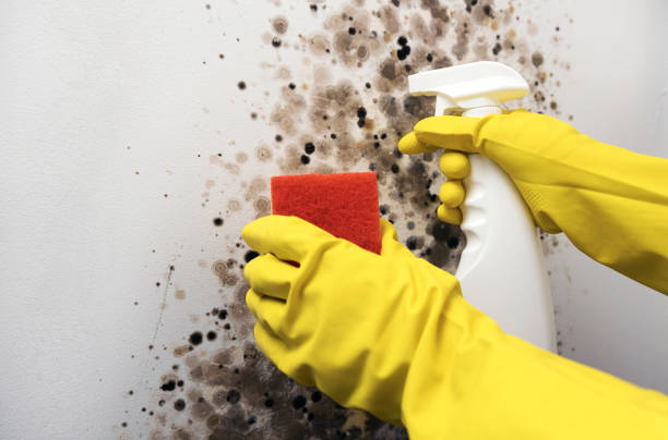 Best Home Mold Removal  in Yaphank, NY