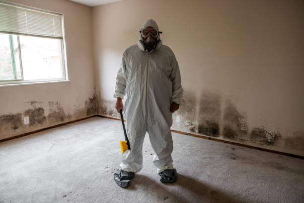 Professional Mold Removal in Yaphank, NY