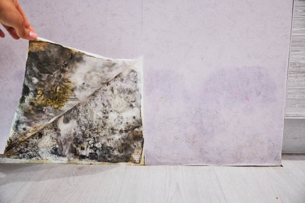 Best Black Mold Removal  in Yaphank, NY